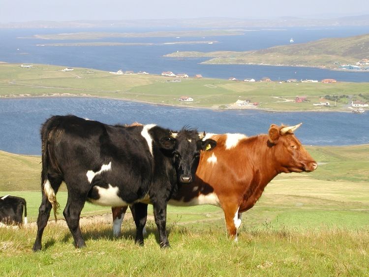 Shetland cattle Uradale Farm Shetland Cattle The Ustaness Herd