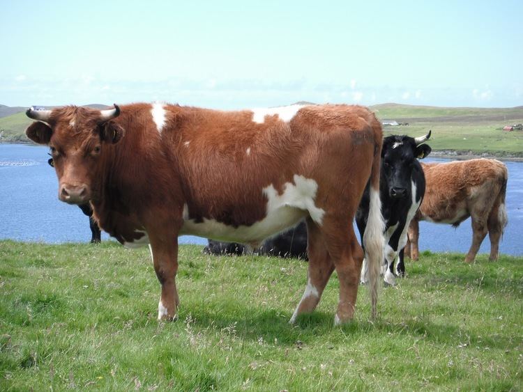 Shetland cattle Uradale Farm Shetland Cattle an explanation