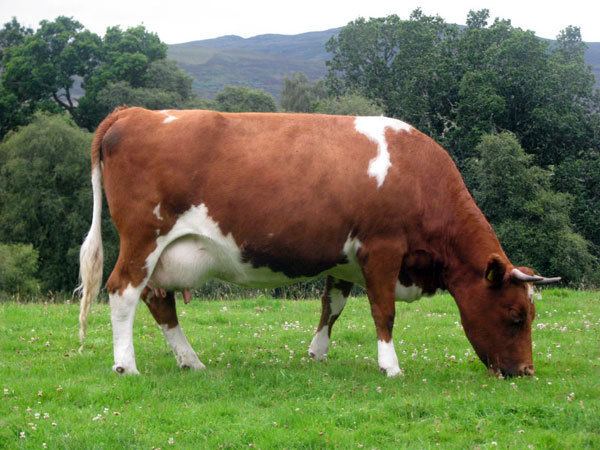 Shetland cattle Breed Focus Shetland Cattle Pocket Farm Magazine