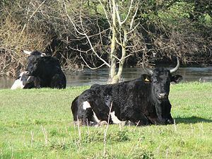 Shetland cattle httpsuploadwikimediaorgwikipediacommonsthu