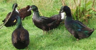 Shetland duck Shetland RBST
