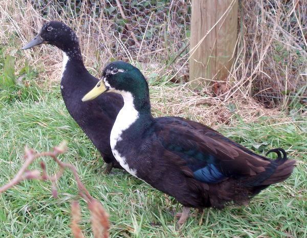 Shetland duck domesticwaterfowlcoukimagesShetland2jpg