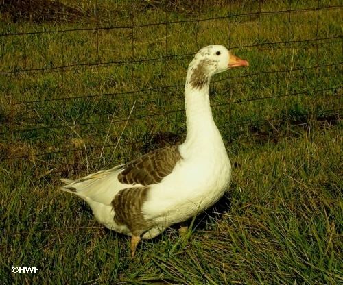 Shetland goose - Alchetron, The Free Social Encyclopedia