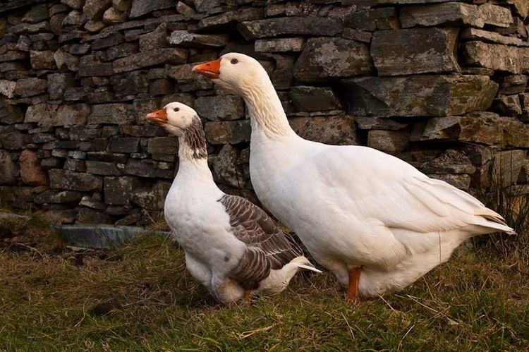 Shetland goose - Alchetron, The Free Social Encyclopedia