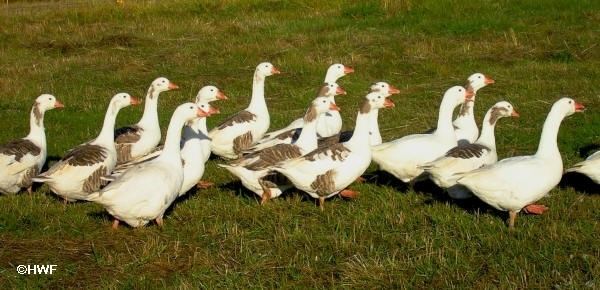 Shetland goose - Alchetron, The Free Social Encyclopedia