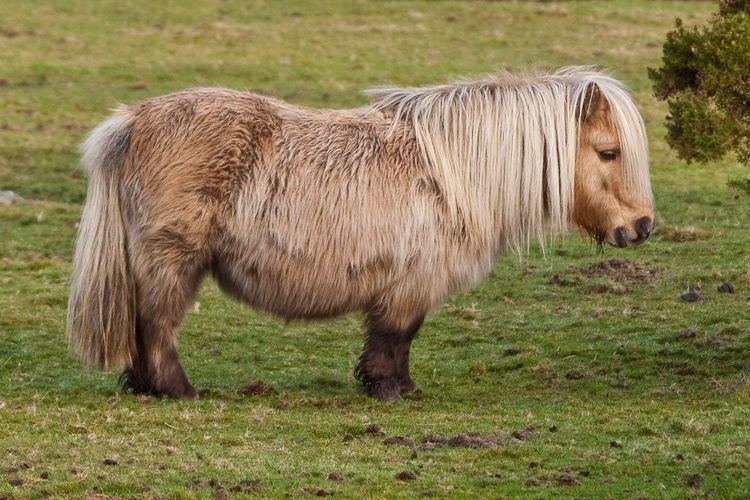 Shetland pony 17 images about British Shetland Pony Ref on Pinterest Pepsi Gov
