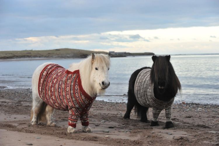 Shetland pony Shetland Ponies in Cardigans Photos amp Video VisitScotland