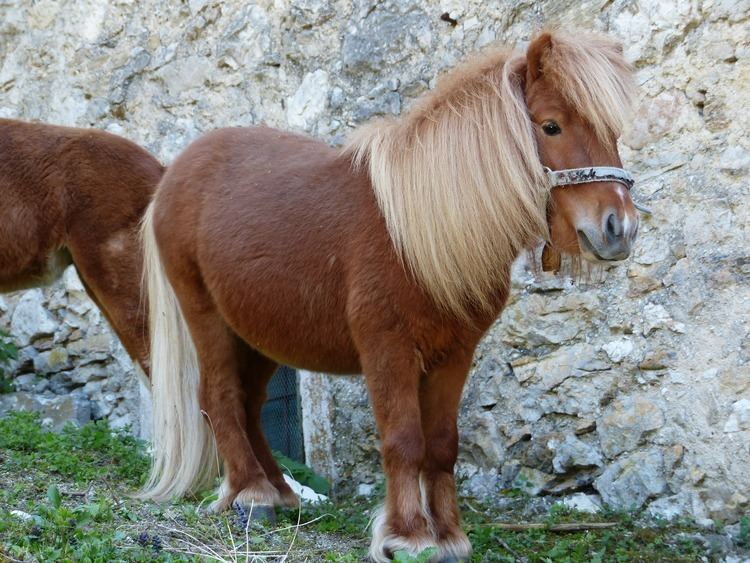 Shetland pony Shetland Pony Breed Guide Horsemart
