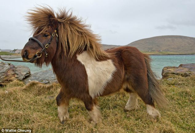 Shetland pony Shetland Pony Secret Valley Wildlife Park