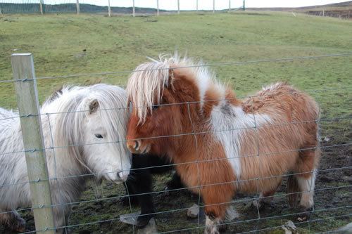 Shetland pony A Guide to Shetland Ponies NorthLink Ferries