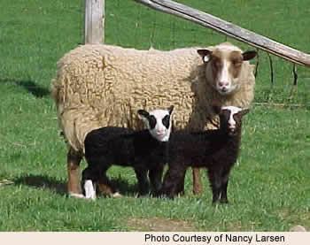 Shetland sheep About Shetlands