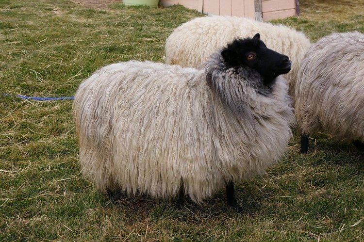 Shetland sheep Shetland Sheep Sheep Breeds Raising Sheep