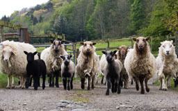 Shetland sheep Home