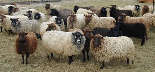 Shetland sheep Shetland Sheep Sheep Breeds Raising Sheep