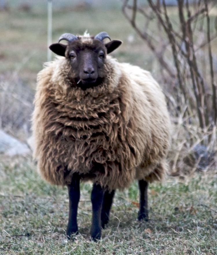 Shetland sheep httpsuploadwikimediaorgwikipediacommonsdd