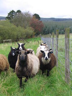 Shetland sheep Shetland sheep Wikipedia