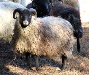 Shetland sheep The Livestock Conservancy