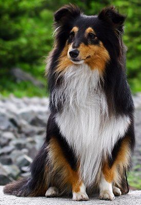 Shetland Sheepdog Alchetron The Free Social Encyclopedia