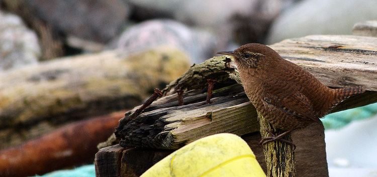 Shetland wren zoomorphicnetwpcontentuploads201506Shetland