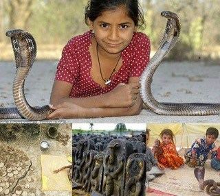 Shetpal land of snakesshetpal Maharashtra NightsWizard