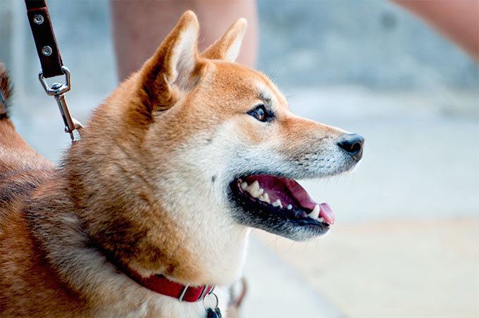 Shiba Inu Shiba Inu Dog Breed Information Pictures Characteristics amp Facts