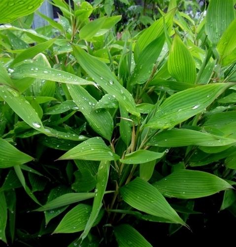 Shibataea SHIBATAEA kumasaca 7L Evergreens Turn It Tropical