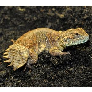 Shield-tailed agama Shield Tailed Agama Only Available In Store Pets At Home