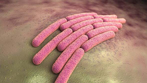 Shigella sonnei Colony of a Shigella Sonnei Bacteria by iLexx VideoHive