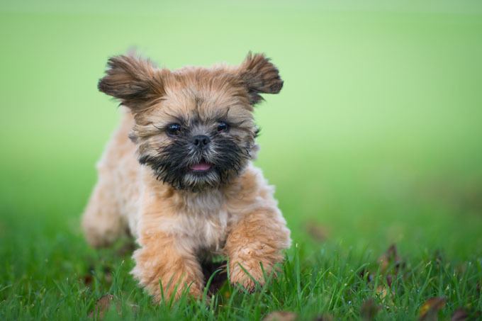 Shih Tzu Shih Tzu Dog Breed Information Pictures Characteristics amp Facts