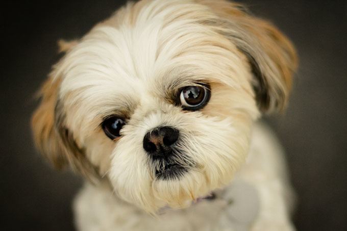 Shih Tzu Shih Tzu Dog Breed Information Pictures Characteristics amp Facts