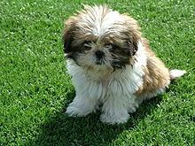 Shih Tzu - Wikidata