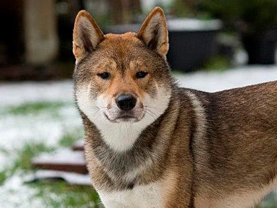 Shikoku (dog) Shikoku dog breed informationPictures