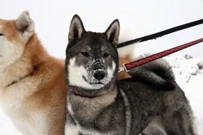 Shikoku (dog) Shikoku Dog Breed Information and Pictures
