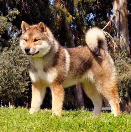 Shikoku (dog) Shikoku Dog Breed Info Characteristics Traits Personality