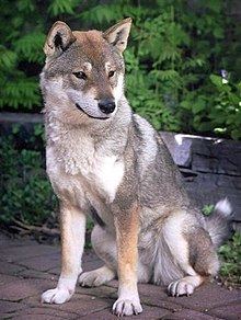 Shikoku (dog) httpsuploadwikimediaorgwikipediacommonsthu