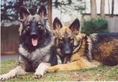 Shiloh Shepherd dog Shiloh Shepherd Dog Breed Information and Pictures
