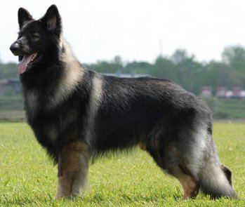 Shiloh Shepherd dog Shiloh Shepherds What39s Good About 39Em What39s Bad About 39Em