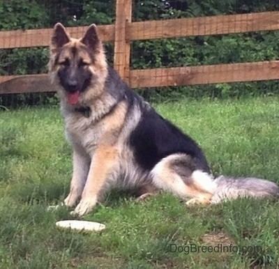 Shiloh Shepherd dog Shiloh Shepherd Dog Breed Information and Pictures