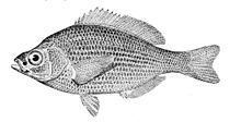 Shiner perch Shiner perch Wikipedia