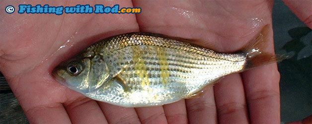 Shiner perch Shiner Perch Cymatogaster aggregata Fishing with Rod