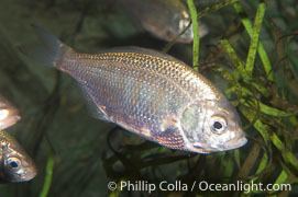 Shiner perch Shiner Perch Photos Stock Photos of Shiner Perchs Cymatogaster