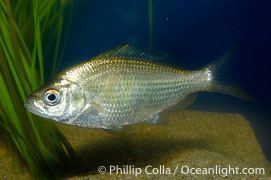 Shiner perch Shiner Perch Photos Stock Photos of Shiner Perchs Cymatogaster