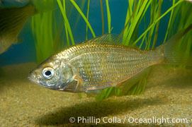 Shiner perch Shiner Perch Photos Stock Photos of Shiner Perchs Cymatogaster