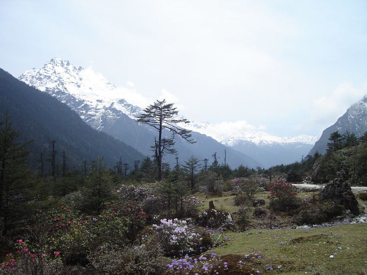 Shingba Rhododendron Sanctuary Shingba Rhododendron Sanctuary a photo from Sikkim Northeast