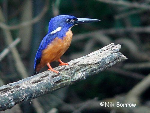 Shining-blue kingfisher Surfbirds Online Photo Gallery Search Results