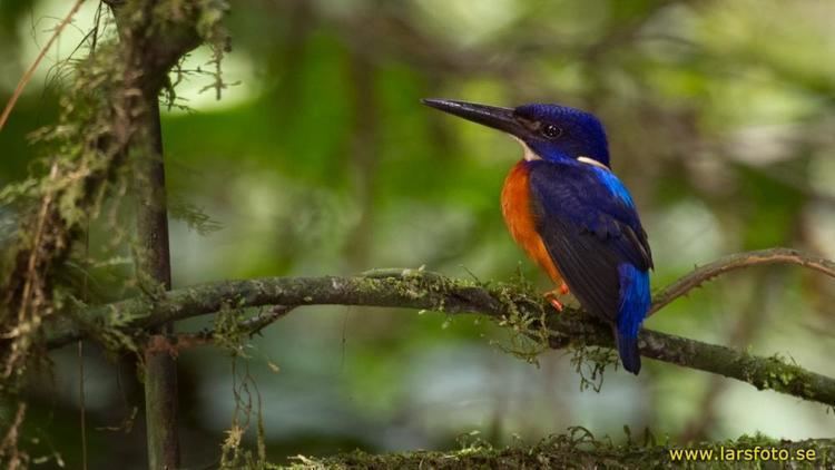 Shining-blue kingfisher Photos of Shiningblue Kingfisher Alcedo quadribrachys the