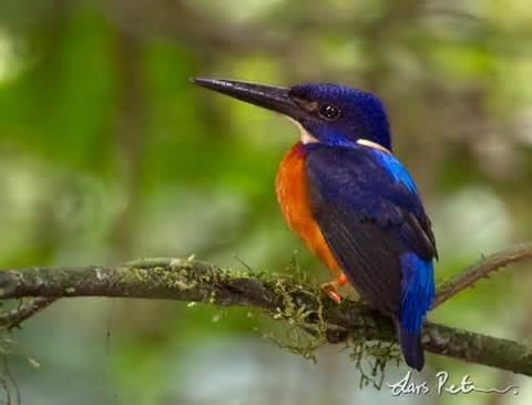 Shining-blue kingfisher More on Alcedo quadribrachys Shiningblue Kingfisher