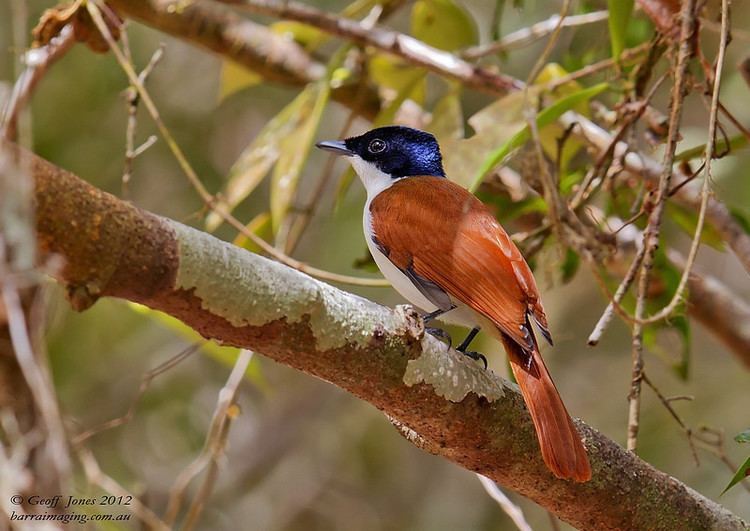 Shining flycatcher Shining Flycatcher Myiagra alecto Barraimaging