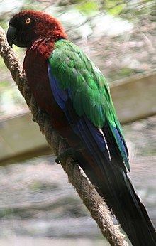Shining parrot Shining parrot Wikipedia