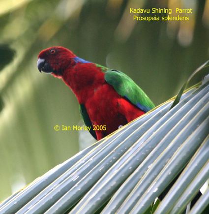 Shining parrot Crimson Shining Parrot BirdForum Opus